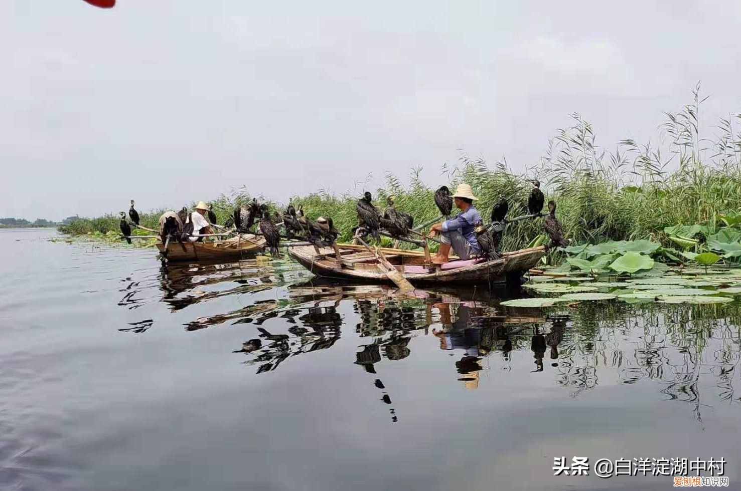 白洋淀自驾一日游攻略 白洋淀一日游