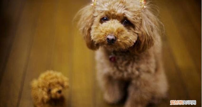 很多人养贵宾犬，但不知道这6件事 贵宾犬论坛