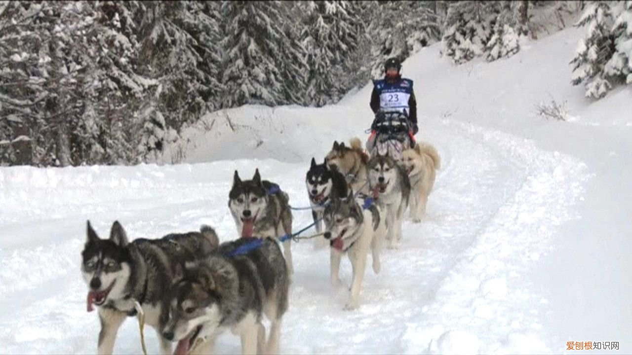 很多人养贵宾犬,但不知道这6件事 贵宾犬论坛