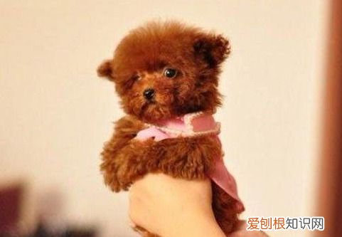 很多人养贵宾犬,但不知道这6件事 贵宾犬论坛