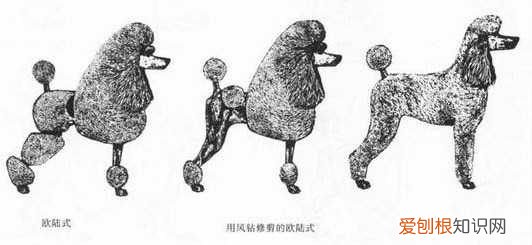 很多人养贵宾犬,但不知道这6件事 贵宾犬论坛