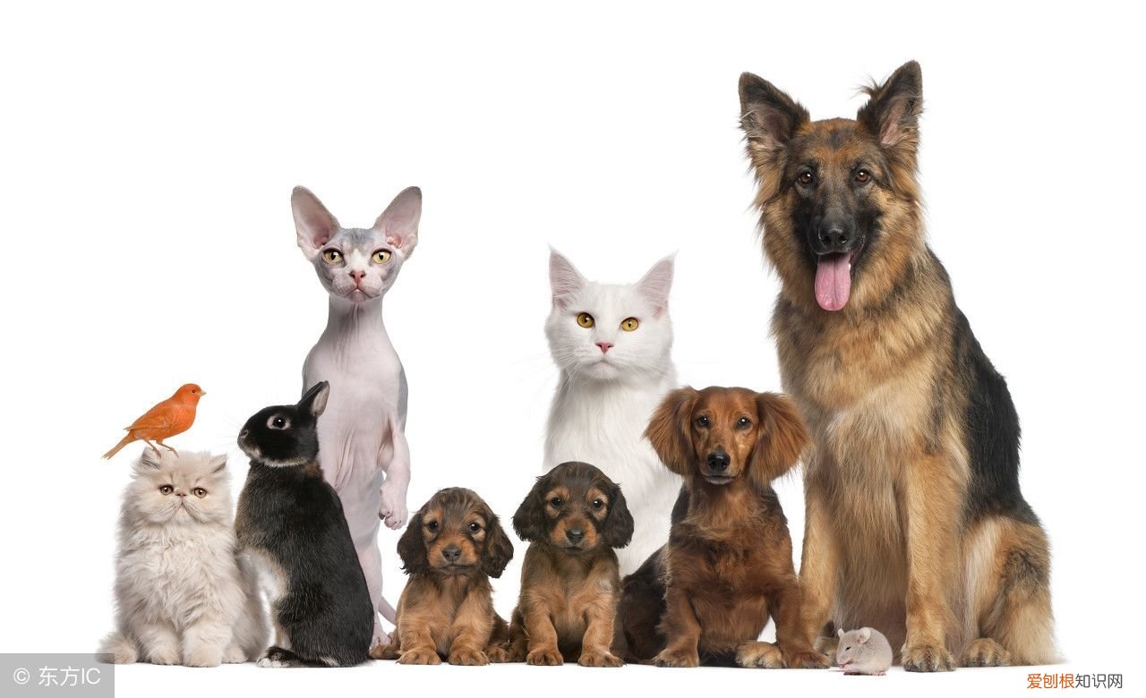 宠物婚介也很暴利 宠物婚介