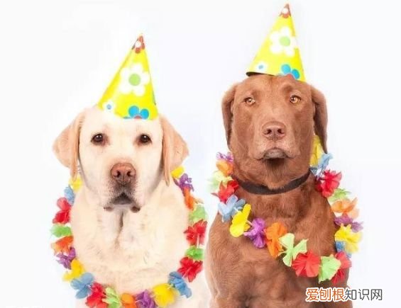 宠物婚介也很暴利 宠物婚介