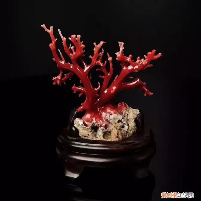 教你5招辨别真假红珊瑚 红珊瑚鉴别