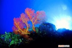 教你5招辨别真假红珊瑚 红珊瑚鉴别
