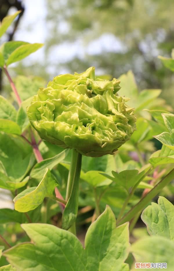 洛阳开出豆绿色牡丹，花成绣球型 洛阳大清花