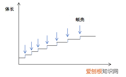 关于小龙虾养殖你应该知道的 龙虾养殖业