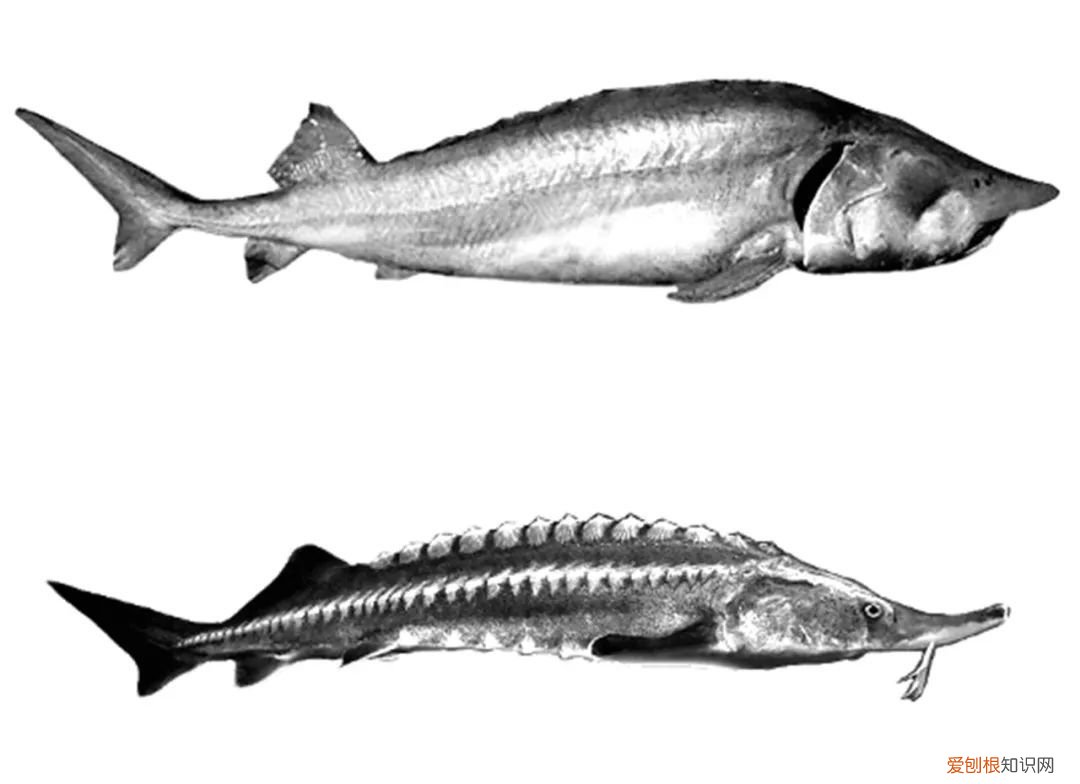 世界上最大的5种淡水鱼、 最大的淡水鱼呢