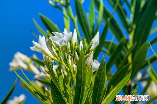 室内种这几种植物会致癌 致癌植物