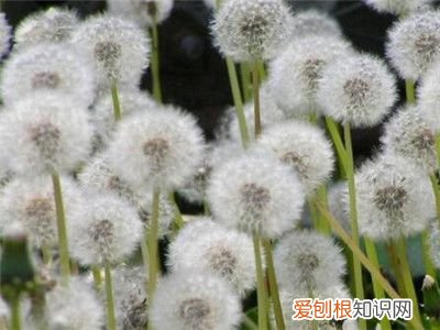 蒲公英种 蒲公英的正确种植方法是什么？