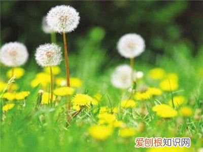 蒲公英种 蒲公英的正确种植方法是什么？