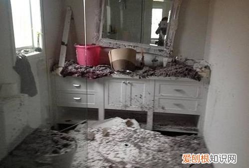 老鼠在天花板上怎样去除