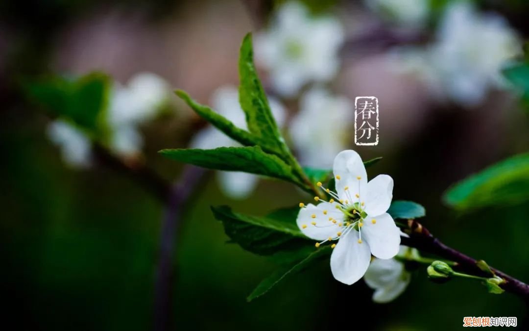 十二首春分的诗词 春分日古诗