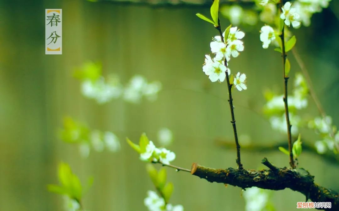 十二首春分的诗词 春分日古诗