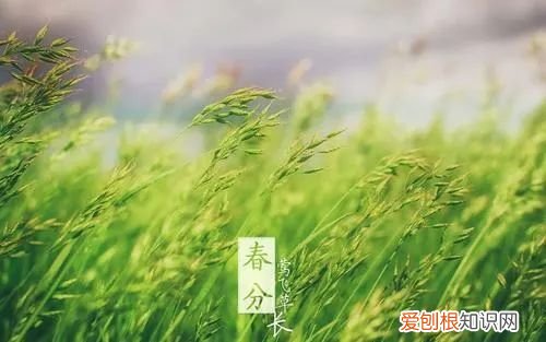 十二首春分的诗词 春分日古诗