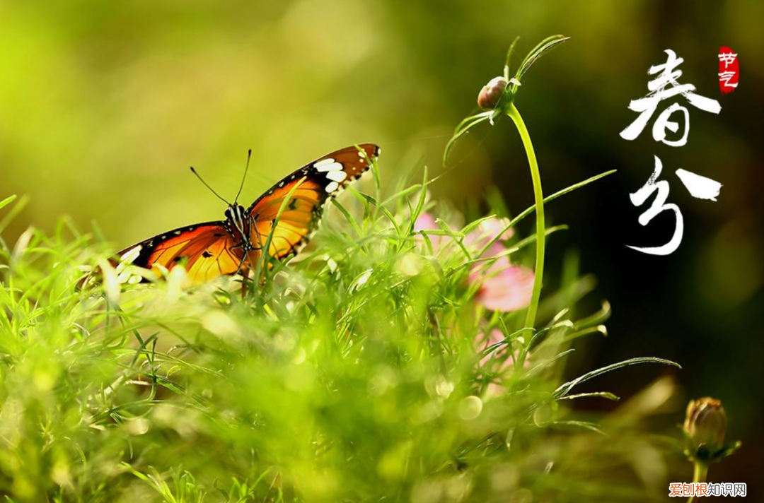 十二首春分的诗词 春分日古诗