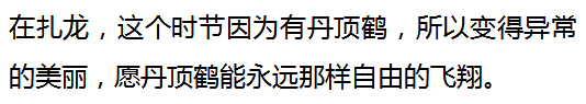 这里是扎龙，丹顶鹤的故乡 丹顶鹤的故乡