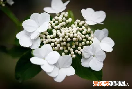 昙花一现”是指的什么？ 昙花一现的意思