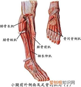 人体全身肌肉分布图 人体肌肉图