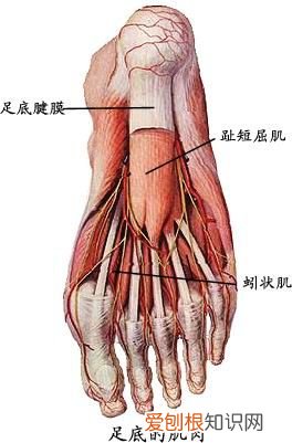 人体全身肌肉分布图 人体肌肉图