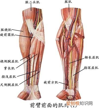 人体全身肌肉分布图 人体肌肉图