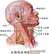 人体全身肌肉分布图 人体肌肉图