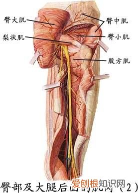 人体全身肌肉分布图 人体肌肉图