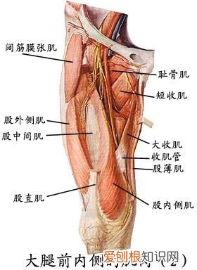 人体全身肌肉分布图 人体肌肉图