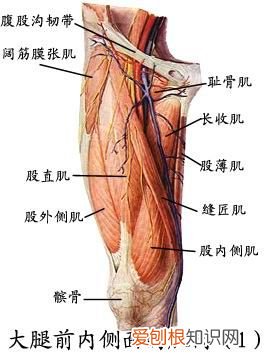 人体全身肌肉分布图 人体肌肉图