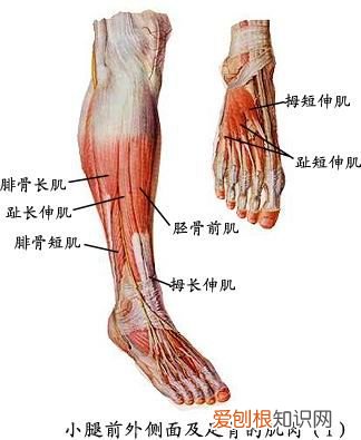 人体全身肌肉分布图 人体肌肉图