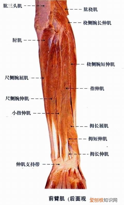 人体全身肌肉分布图 人体肌肉图