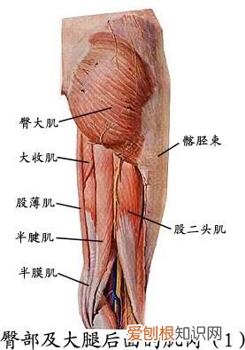 人体全身肌肉分布图 人体肌肉图