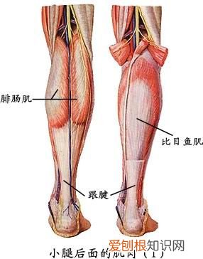 人体全身肌肉分布图 人体肌肉图