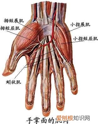 人体全身肌肉分布图 人体肌肉图