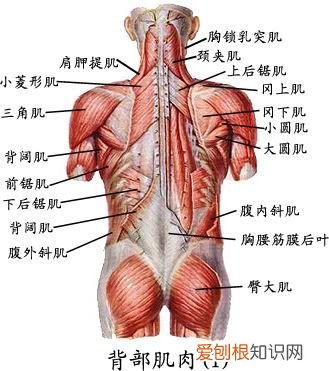 人体全身肌肉分布图 人体肌肉图