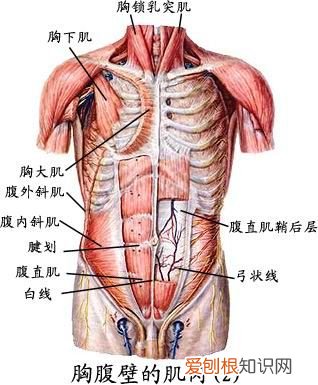 人体全身肌肉分布图 人体肌肉图