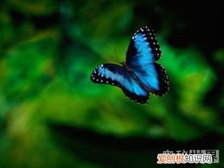 蝴蝶效应是什么意思 什么是蝴蝶效应