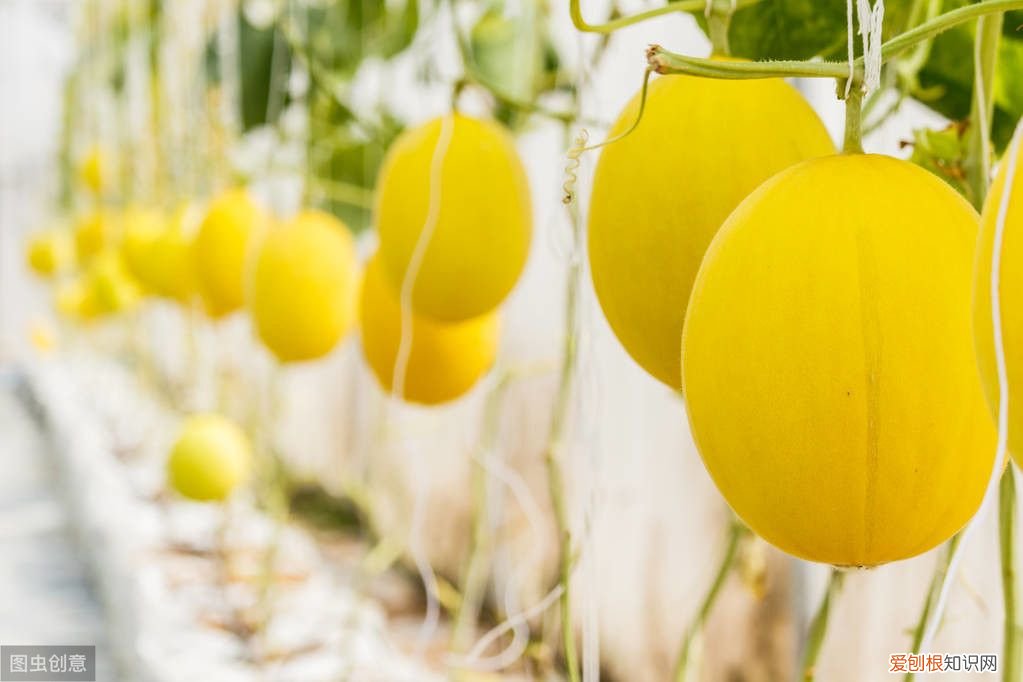 吃完螃蟹不能吃的食物 吃完螃蟹不能吃什么食物