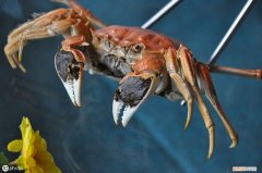 吃完螃蟹不能吃的食物 吃完螃蟹不能吃什么食物