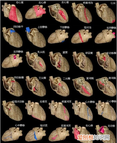 心血管系统详解知识点 心血管系统