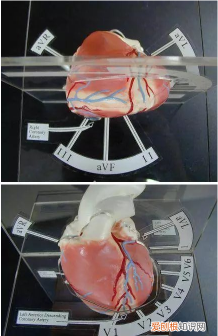 心血管系统详解知识点 心血管系统