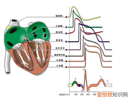 心血管系统详解知识点 心血管系统