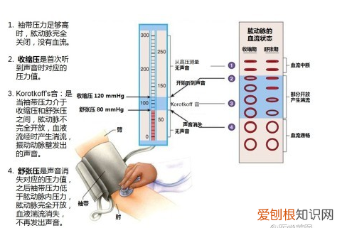 心血管系统详解知识点 心血管系统