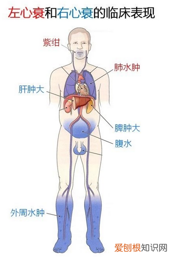 心血管系统详解知识点 心血管系统