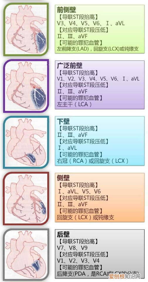 心血管系统详解知识点 心血管系统
