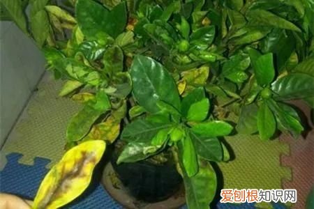 栀子花黄叶的5种原因 栀子花叶子发黄是什么原因
