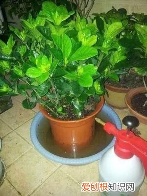 栀子花黄叶的5种原因 栀子花叶子发黄是什么原因