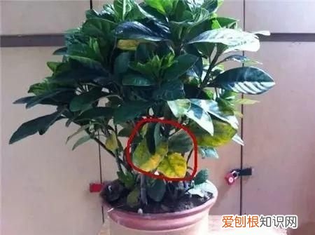 栀子花黄叶的5种原因 栀子花叶子发黄是什么原因