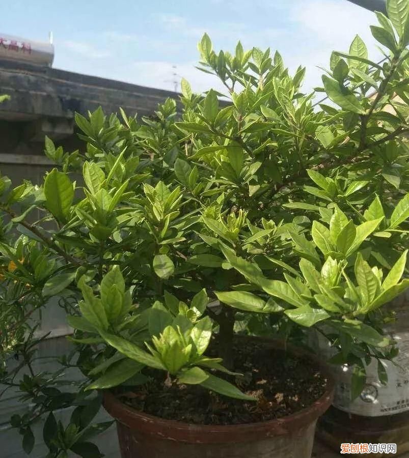 栀子花黄叶的5种原因 栀子花叶子发黄是什么原因