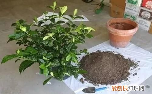 栀子花黄叶的5种原因 栀子花叶子发黄是什么原因
